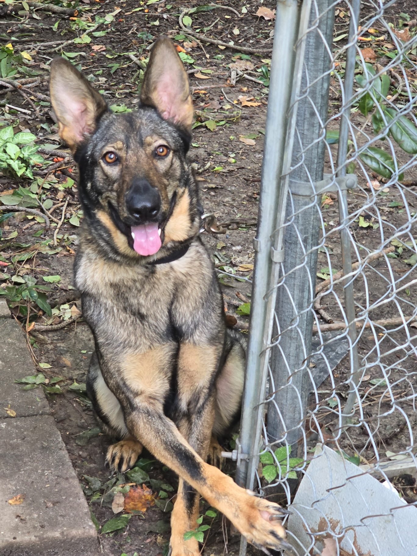Working line German Shepherd patrolling a fence line on Mississippi property