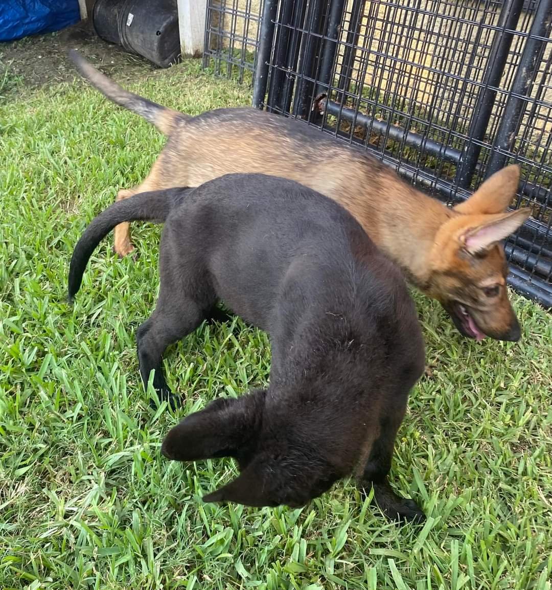 Working line German Shepherd puppies from a health tested litter