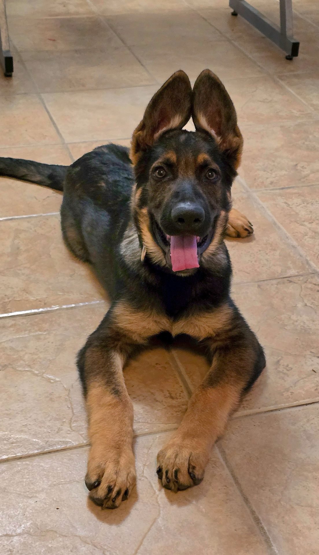 Working line German Shepherd puppy