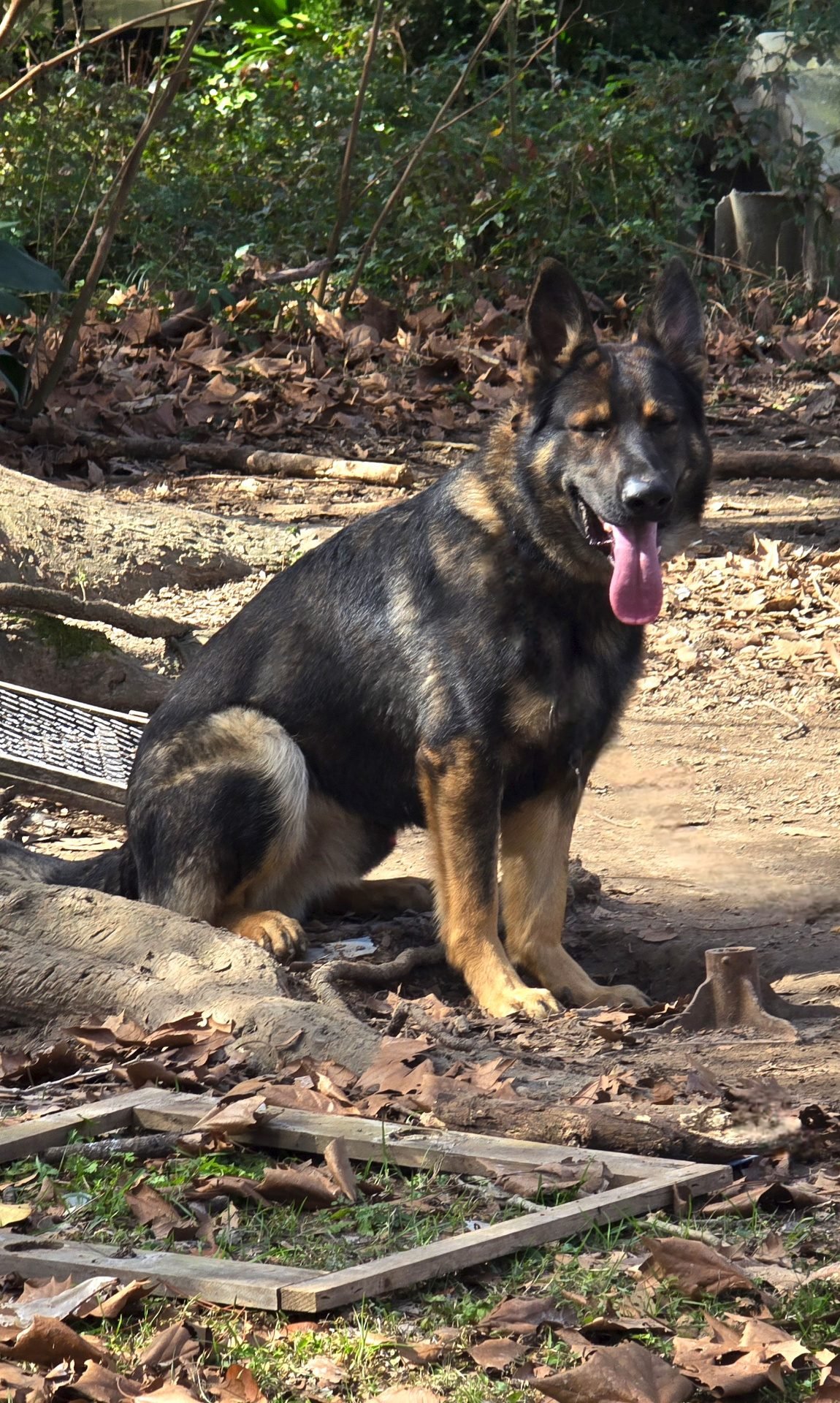 Working line German Shepherd sitting alert