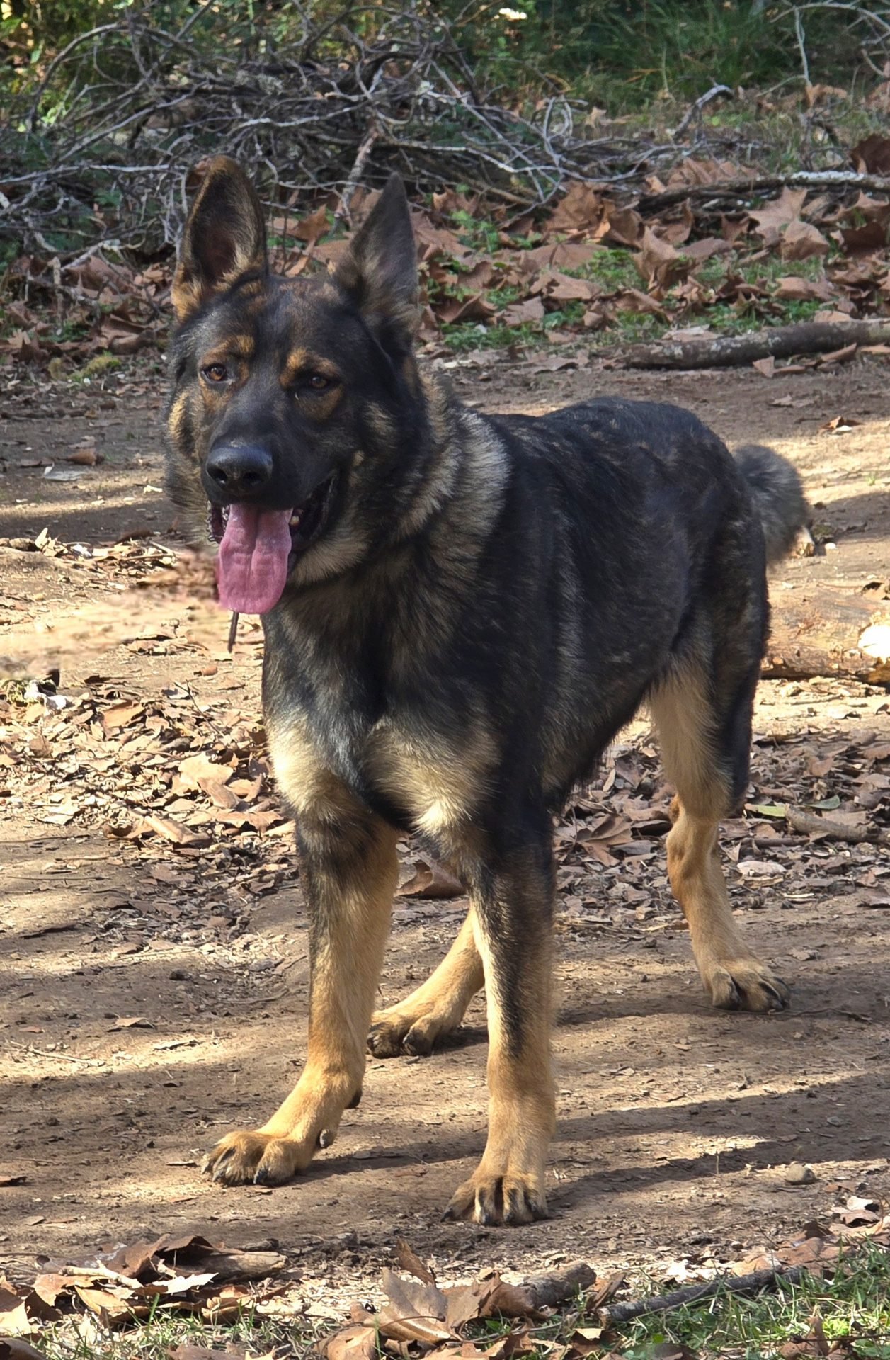 Working line German Shepherd standing alert